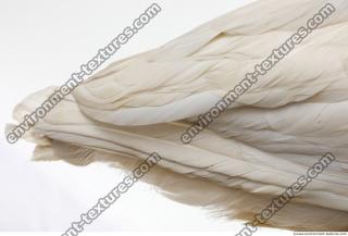 feathers stork 0002